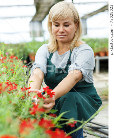 Mature female florist in apron with scissors working with vervena plants Mature female florist in apron with scissors working with vervena plants 78029022