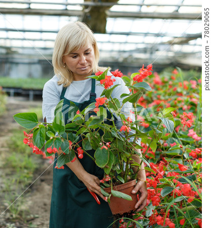 Woman florist in apron gardening red begonia plants in pots in greenhouse 78029065