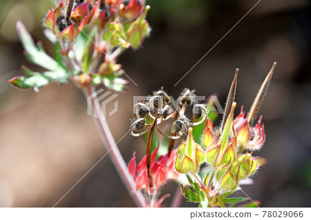 輕彈黑色成熟種子後的卡羅萊納天竺葵 78029066