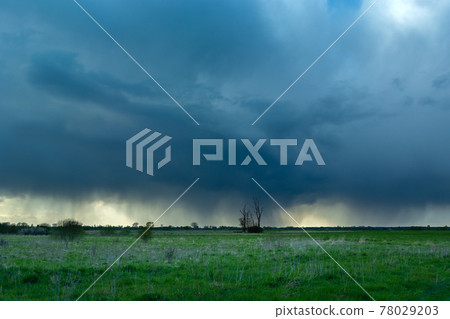 Rainy cloud over the meadows and lonely trees, Czulczyce, Poland Rainy cloud over the meadows and lonely trees, Czulczyce, Poland 78029203