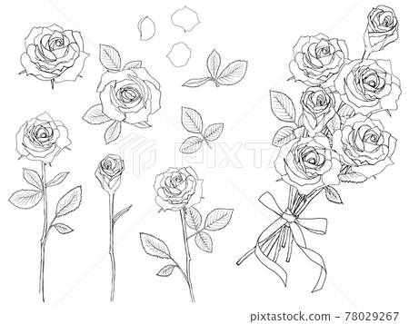 玫瑰花線描集 78029267