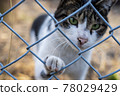 Cat looking here through the fence Cat looking here through the fence 78029429