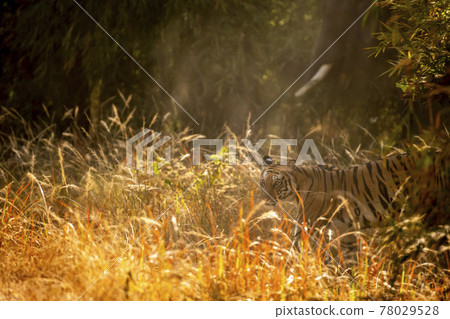 Wild bengal tiger side view in golden glittering winter light at bandhavgarh national park or tiger reserve madhya pradesh india - panthera tigris tigris 78029528