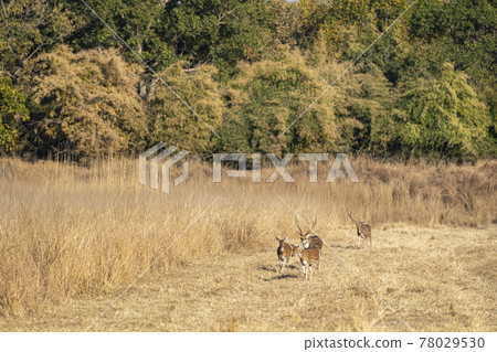 Spotted deer or Chital or axis axis herd or family on move together in open field at bandhavgarh national park or forest reserve madhya pradesh India 78029530