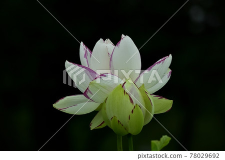 Gyoda City Ancient Lotus Village: Hass flower in the rain blooming in lotus gardens around the world 78029692