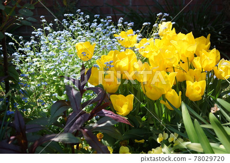 Matsusaka Agricultural Park Bell Farm Flower 2 Matsusaka Agricultural Park Bell Farm Flower 2 78029720