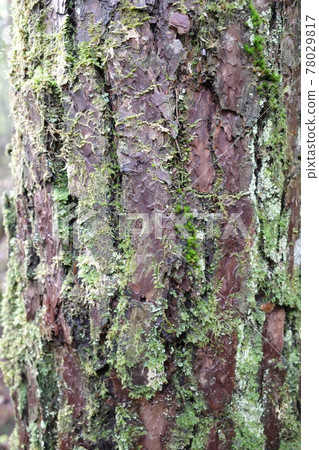 A large tree in the forest near the bark 78029817