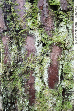 樹皮附近森林中的一棵大樹 78029818