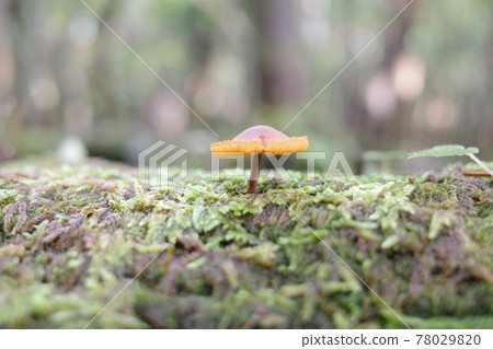 Mushrooms of Aokigahara Forest Mushrooms of Aokigahara Forest 78029820