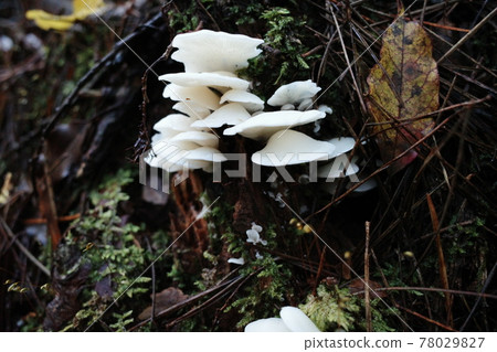 青木原森林的蘑菇 78029827