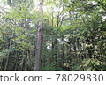 Aokigahara Forest 78029830