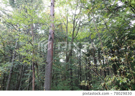 Aokigahara Forest Aokigahara Forest 78029830