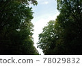 Aokigahara Forest 78029832