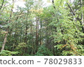 Aokigahara Forest 78029833
