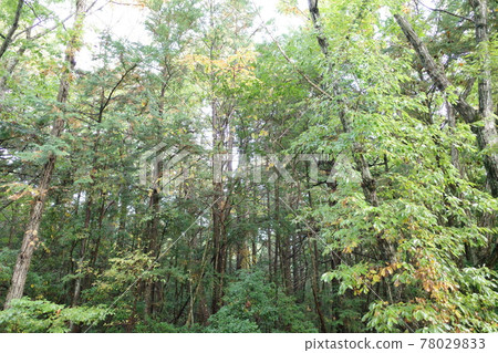 Aokigahara Forest Aokigahara Forest 78029833