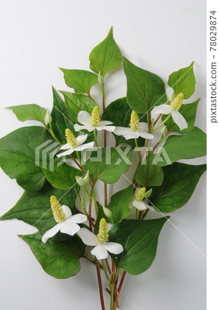 Dokudami flower 78029874