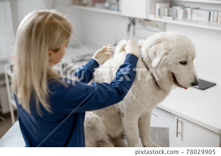 Veterinarian make injection of vaccine at withers Veterinarian make injection of vaccine at withers 78029905