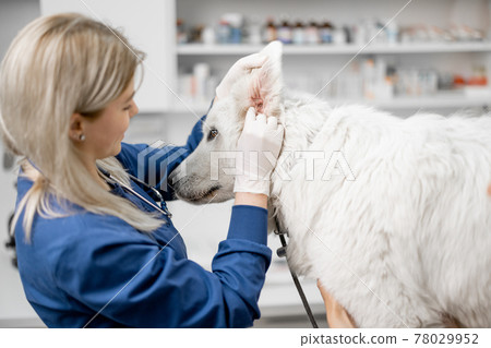 Female doctor makes an inspection of the ears Female doctor makes an inspection of the ears 78029952