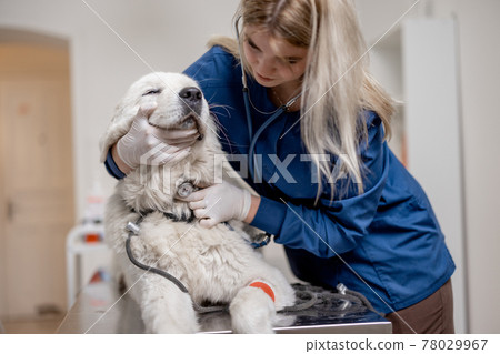Veterinarian checking up sick Maltese dog with stethoscope in vet clinic Veterinarian checking up sick Maltese dog with stethoscope in vet clinic 78029967