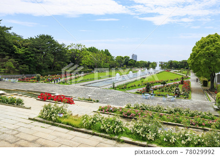 須磨離宮公園裡盛開的玫瑰 78029992