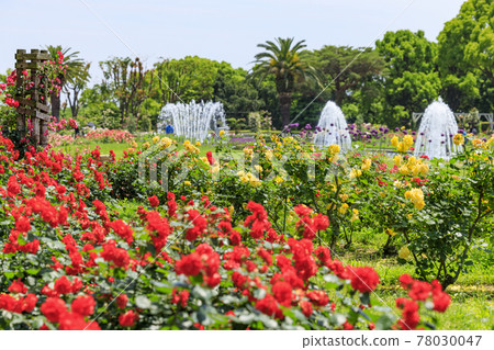 須磨離宮公園裡盛開的玫瑰 須磨離宮公園裡盛開的玫瑰 78030047