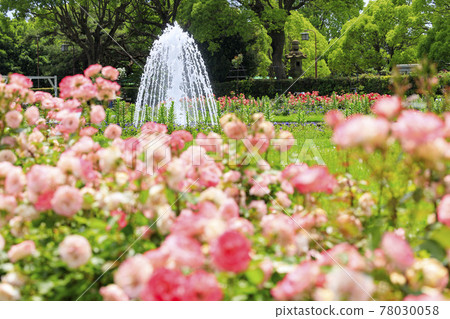 須磨離宮公園裡盛開的玫瑰 須磨離宮公園裡盛開的玫瑰 78030058