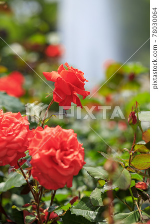 Roses in full bloom in Suma Rikyu Park 78030064