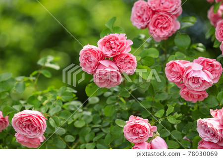 須磨離宮公園裡盛開的玫瑰 78030069