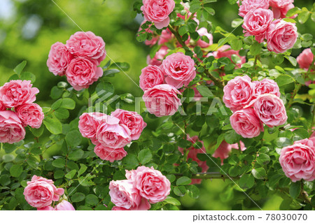 須磨離宮公園裡盛開的玫瑰 78030070