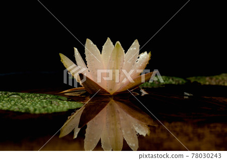 在水中反射的睡蓮花 在水中反射的睡蓮花 78030243