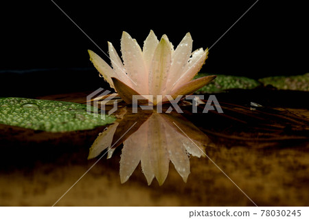Water lily flower reflected in the water Water lily flower reflected in the water 78030245