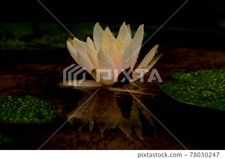 在水中反射的睡蓮花 在水中反射的睡蓮花 78030247