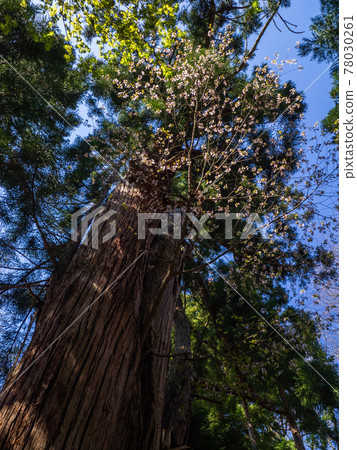 大杉樹上盛開的山櫻花（福島縣豬苗代縣岩橋神社） 78030261