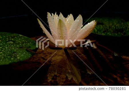 Water lily flower reflected in the water Water lily flower reflected in the water 78030281