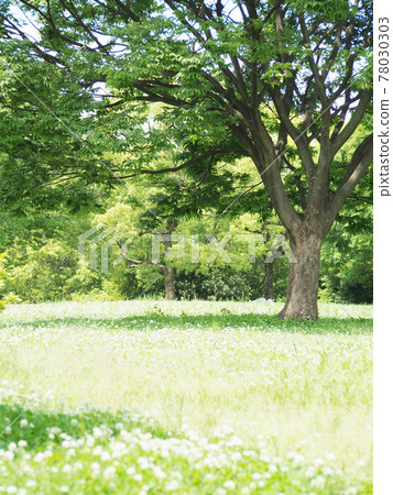草地在陽光燦爛的日子 78030303