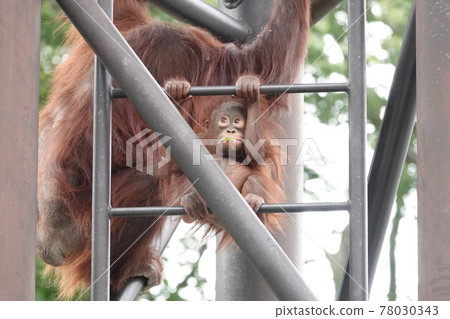 Right facing Migi 78030343