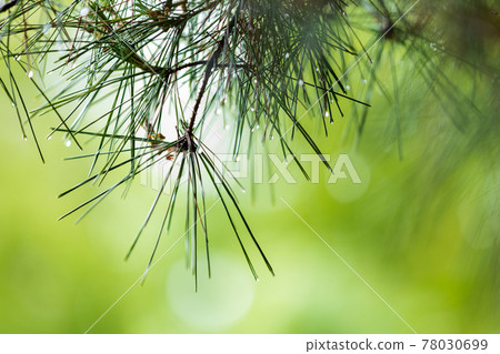 滋賀縣綠色公園的風景，水滴，鮮綠，年輕，形象，綠葉 [5月] 78030699