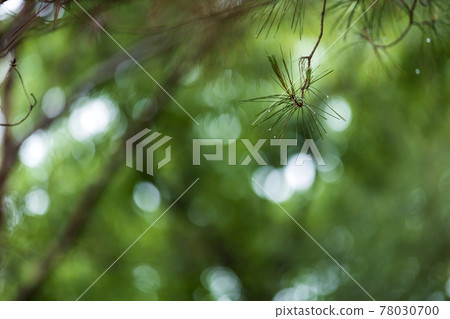 滋賀縣綠色公園的風景，水滴，鮮綠，年輕，形象，綠葉 [5月] 78030700