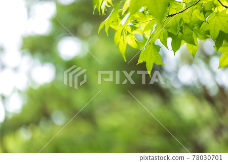 滋賀縣綠色公園的風景，新鮮的綠色，年輕，形象，綠葉 [5月] 78030701