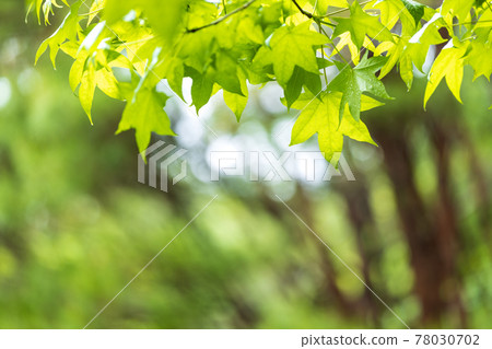 Scenery of green park in Shiga prefecture, fresh green, young, image, green leaves [May] 78030702
