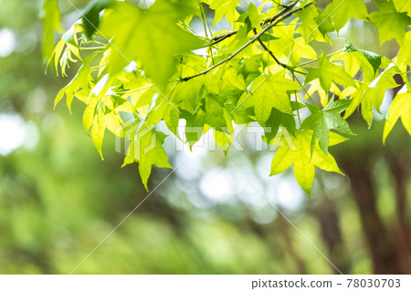 Scenery of green park in Shiga prefecture, fresh green, young, image, green leaves [May] 78030703