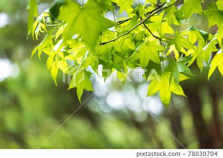 Scenery of green park in Shiga prefecture, fresh green, young, image, green leaves [May] 78030704