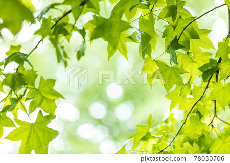 滋賀縣綠色公園的風景，新鮮的綠色，年輕，形象，綠葉 [5月] 78030706