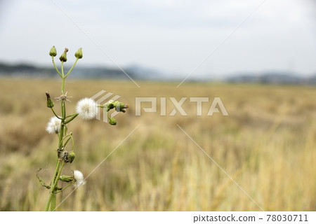 Wild grass that stretched greatly on the rice field road Wild grass that stretched greatly on the rice field road 78030711