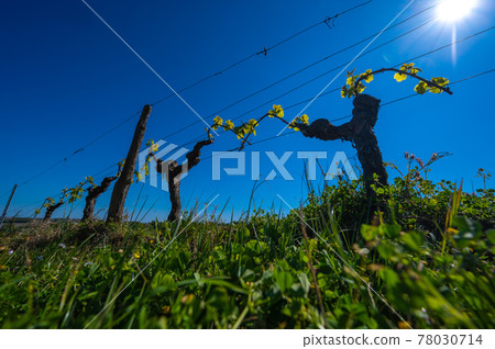 New bug and leaves sprouting at the beginning of spring on a trellised vine growing in bordeaux New bug and leaves sprouting at the beginning of spring on a trellised vine growing in bordeaux 78030714