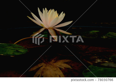 Water lily flower reflected in the water 78030766