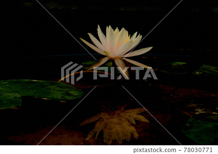 Water lily flower reflected in the water 78030771