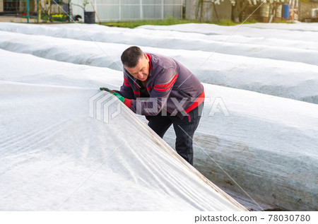 A farmer uncovers a plantation of potato plants from agrofibre. Opening of young potato bushes as it warms. Greenhouse effect. Crop protection from low temperatures and wind. Working in a farm field 78030780