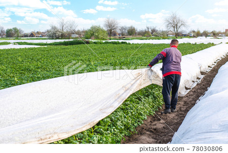 A farmer opens rows of agrofibre potato bushes in late spring. Opening of young potatoes plants as it warms. Greenhouse effect for care and protection. Agroindustry. Hardening of plants A farmer opens rows of agrofibre potato bushes in late spring. Opening of young potatoes plants as it warms. Greenhouse effect for care and protection. Agroindustry. Hardening of plants 78030806