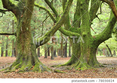 Landscape 54 Landscape 54 78030814